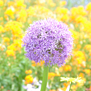 Frühling