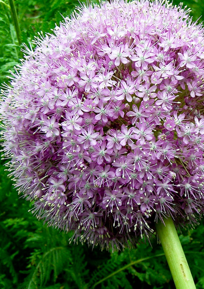 Großkarten Memory "Zwillinge" - Frühling